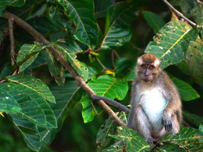 Long tailed macaque (2)